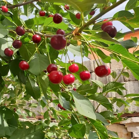 The Heart Of Dalmatia Primošten