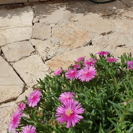 The Heart Of Dalmatia * Primosten