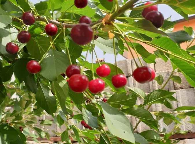 The Heart Of Dalmatia Primošten